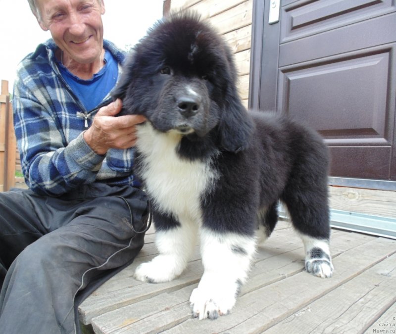 Фото: ньюфаундленд Еджи Шарм от Карельских Медведей