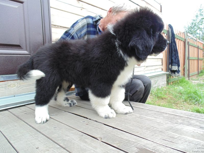 Фото: ньюфаундленд Еджи Шарм от Карельских Медведей