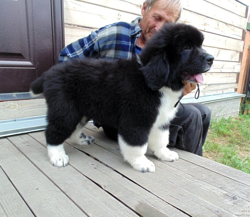 Фото: ньюфаундленд Еджи Шарм от Карельских Медведей