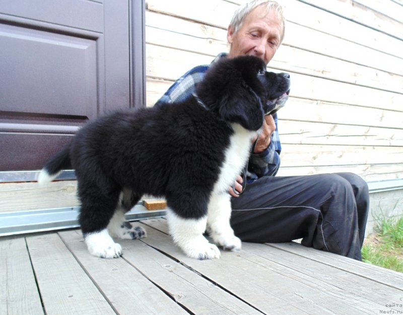 Фото: ньюфаундленд Еджи Шарм от Карельских Медведей