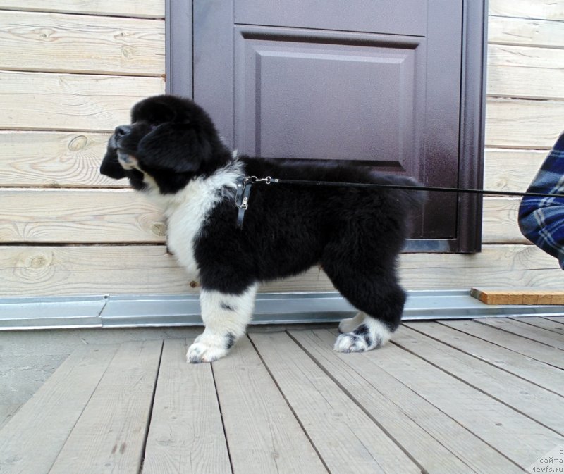 Фото: ньюфаундленд Еджи Шарм от Карельских Медведей