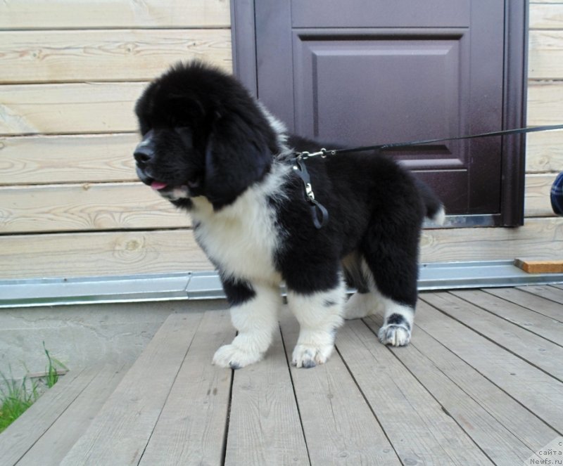 Фото: ньюфаундленд Еджи Шарм от Карельских Медведей