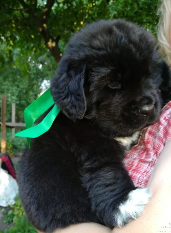 Фото: ньюфаундленд Баффи (Baffi)