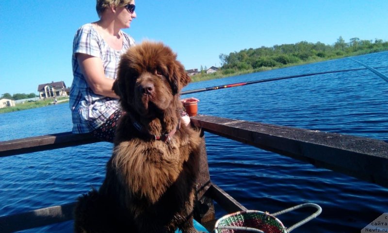 Фото: ньюфаундленд Браунблад МСК Даймонд Макс