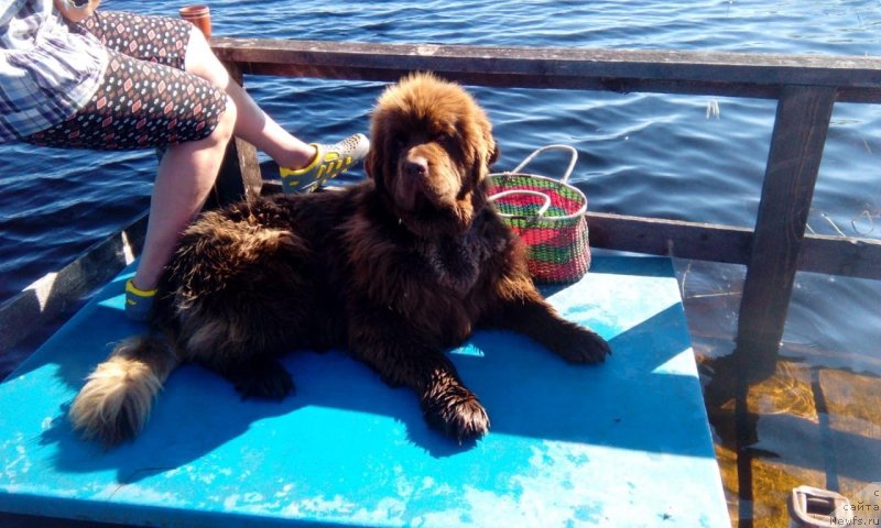 Фото: ньюфаундленд Браунблад МСК Даймонд Макс