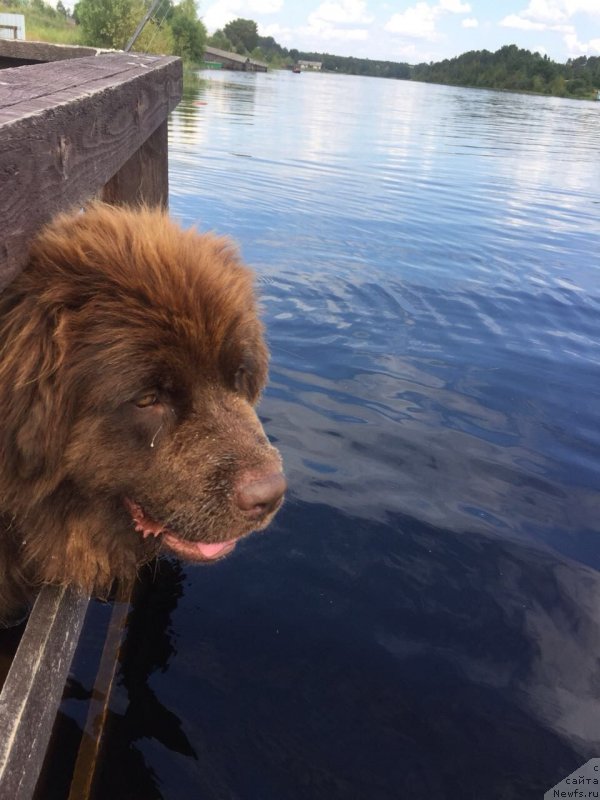 Фото: ньюфаундленд Браунблад МСК Дарлина Джой (Brownblood MSK Darlina Joy)