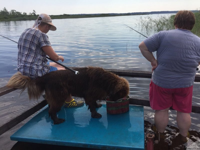 Фото: ньюфаундленд Браунблад МСК Даймонд Макс