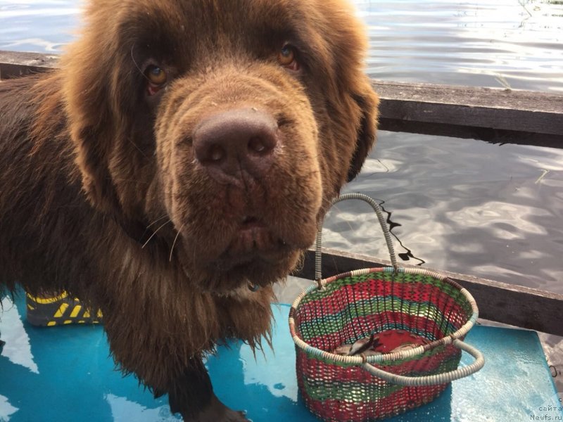 Фото: ньюфаундленд Браунблад МСК Даймонд Макс