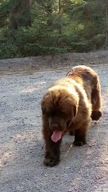 Фото: ньюфаундленд Браунблад МСК Даймонд Макс