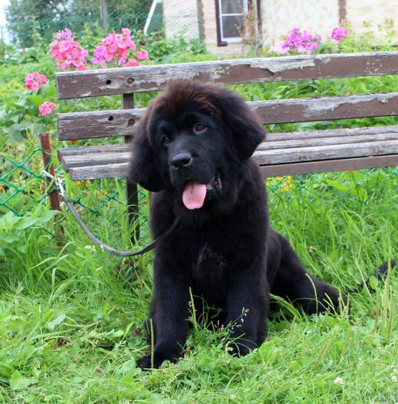 Фото: ньюфаундленд Браунблад МСК Марта Чирфул Леди (Brownblood MSK Martha Cheerful Lady)