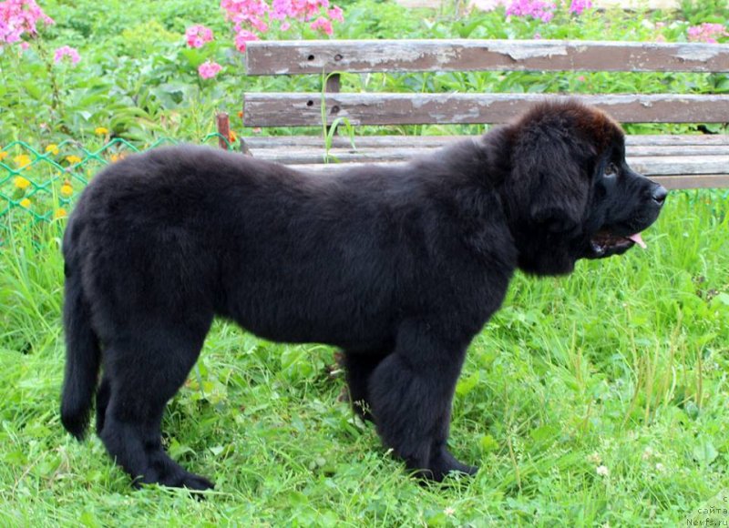 Фото: ньюфаундленд Браунблад МСК Марта Чирфул Леди (Brownblood MSK Martha Cheerful Lady)
