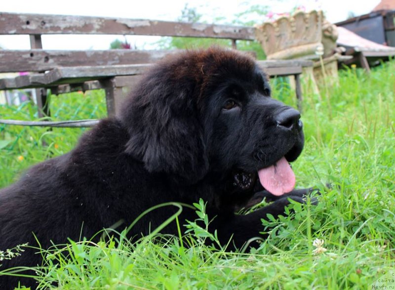 Фото: ньюфаундленд Браунблад МСК Марта Чирфул Леди (Brownblood MSK Martha Cheerful Lady)