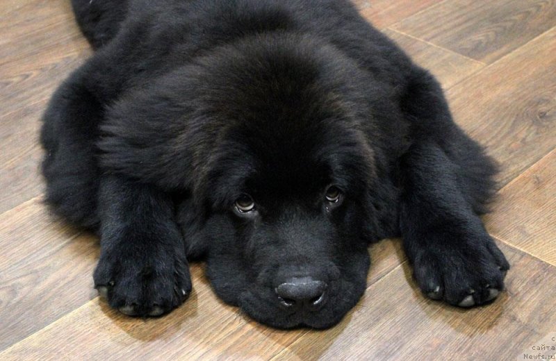 Фото: ньюфаундленд Браунблад МСК Марта Чирфул Леди (Brownblood MSK Martha Cheerful Lady)