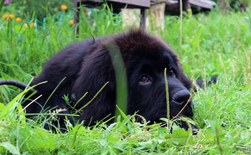 Фото: ньюфаундленд Браунблад МСК Марта Чирфул Леди (Brownblood MSK Martha Cheerful Lady)