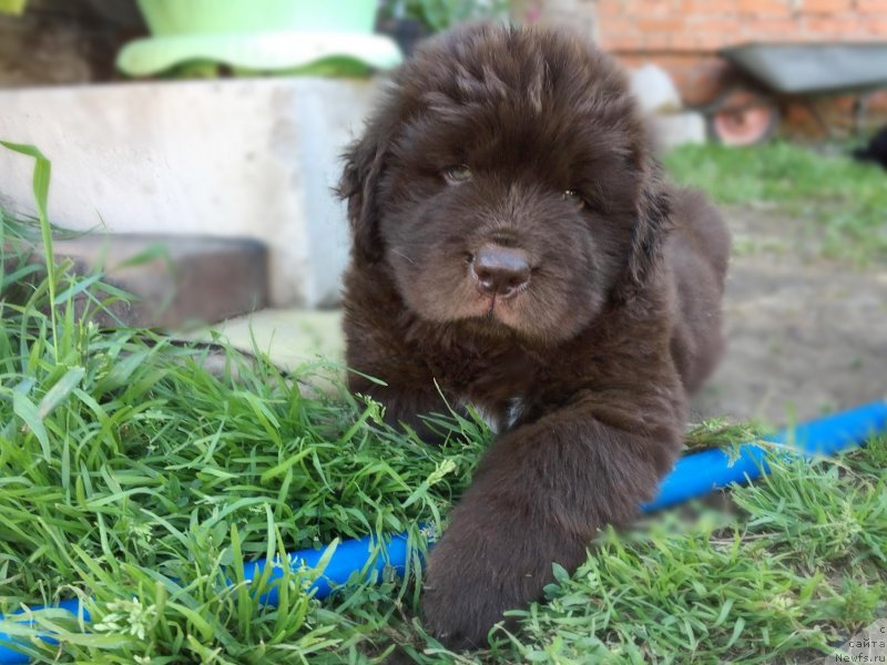 Фотография № 237487