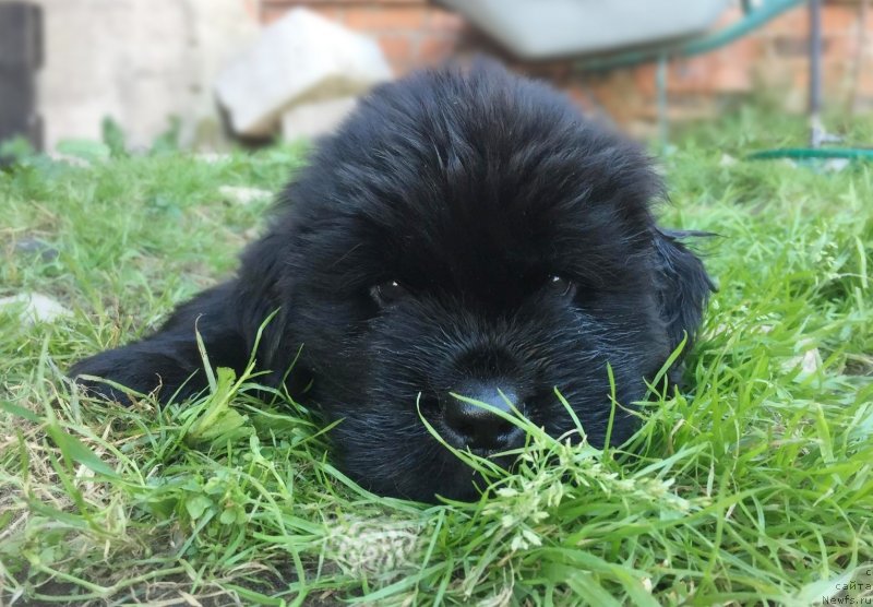 Фотография № 237488