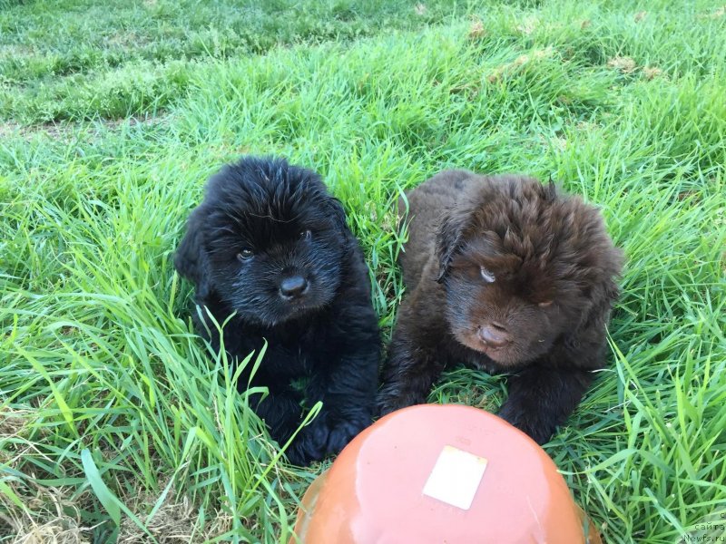 Фотография № 237490