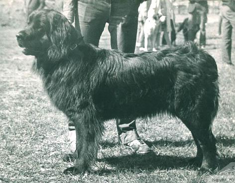 Фото: ньюфаундленд Юджи Гизелла