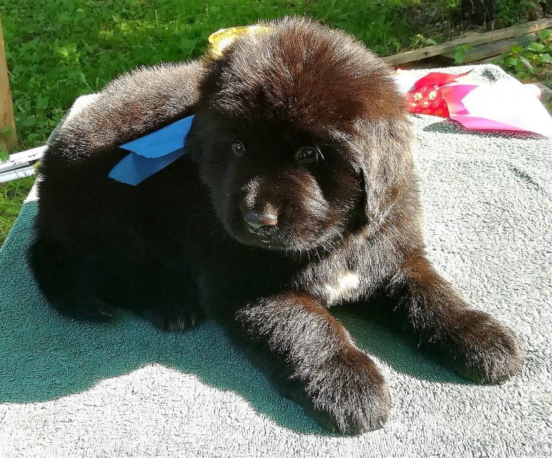 Фото: ньюфаундленд Баффи (Baffi)