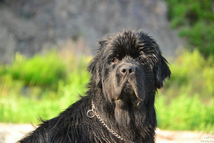 Фото: ньюфаундленд Талисман Моря Изумрудная Волна