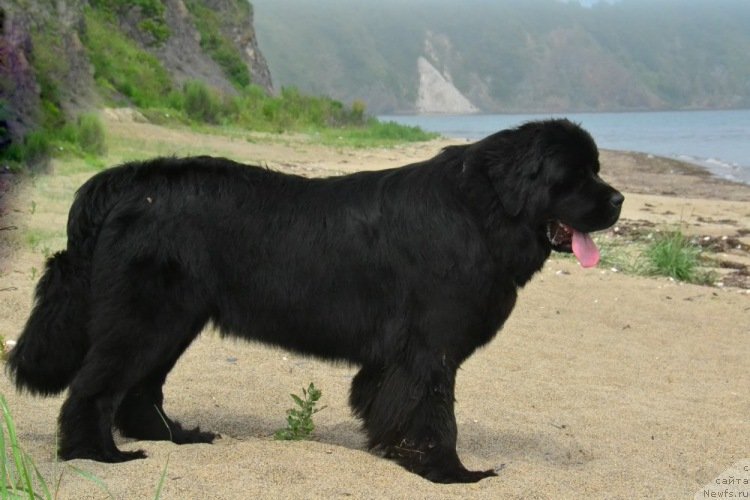 Фото: ньюфаундленд Талисман Моря Изумрудная Волна