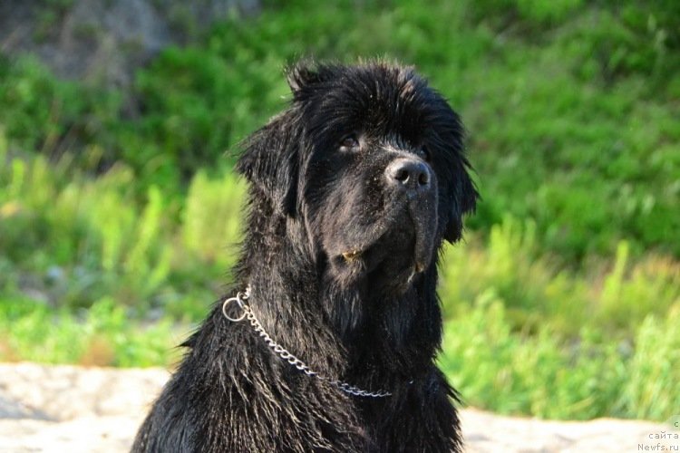 Фото: ньюфаундленд Талисман Моря Изумрудная Волна