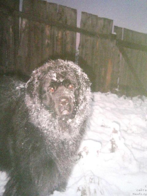 Фото: ньюфаундленд Блэк Долли Пейв Блэк (Blek Dolli Peyv Black)