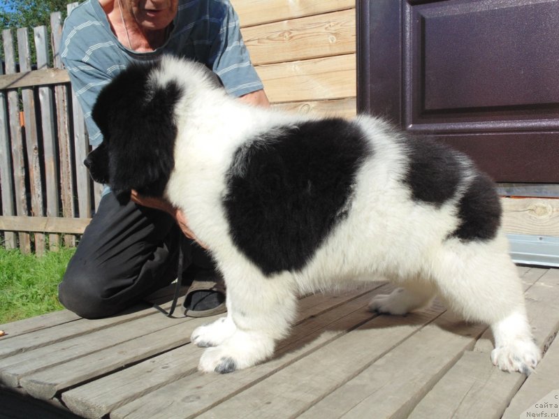 Фото: ньюфаундленд Елисей от Карельский Медведей