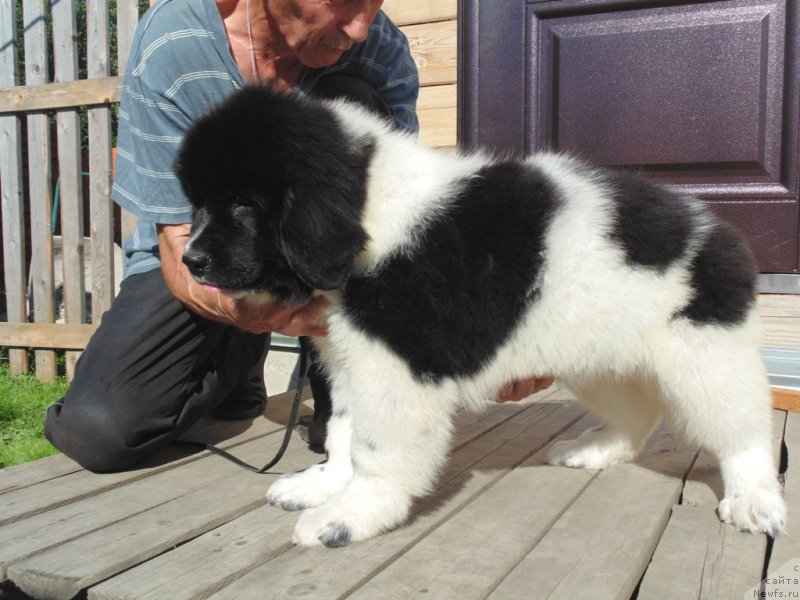 Фото: ньюфаундленд Елисей от Карельский Медведей
