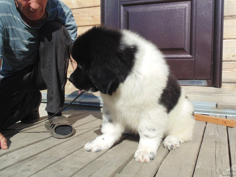 Фото: ньюфаундленд Елисей от Карельский Медведей