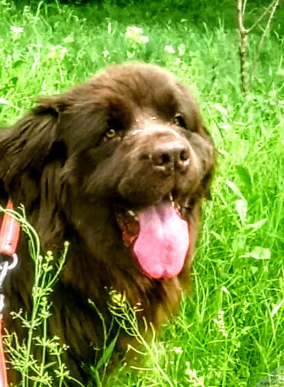 Фото: ньюфаундленд Альфа Дар Окса Верка Сердючка, ньюфаундленд Альфа Дар Окса Верка Сердючка