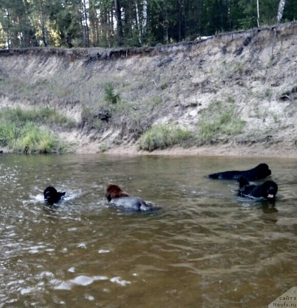 Фото: ньюфаундленд Пандора Блек Роуз