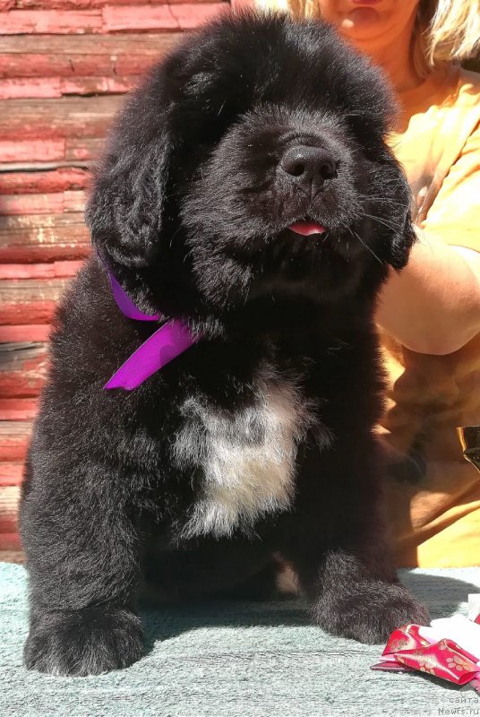 Фото: ньюфаундленд Баффи (Baffi)