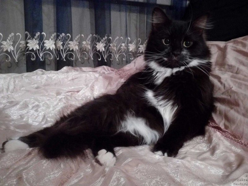 Фото: ньюфаундленд Баффи (Baffi)