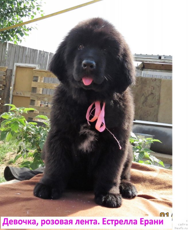 Фото: ньюфаундленд Хит Шелико Естрелла Ерани