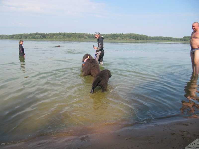 Фото: ньюфаундленд Дюрбахлер Клаб Альфаретта Виньетта, ньюфаундленд Риччи с Берега Дона (Richchi s Berega Dona)