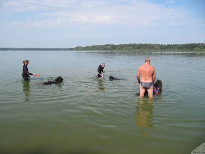 Фото: ньюфаундленд Мелти Вейв Марин Тифея (Melty Wave Marine Tifeya), ньюфаундленд Риччи с Берега Дона (Richchi s Berega Dona), ньюфаундленд Дюрбахлер Клаб Альфаретта Виньетта