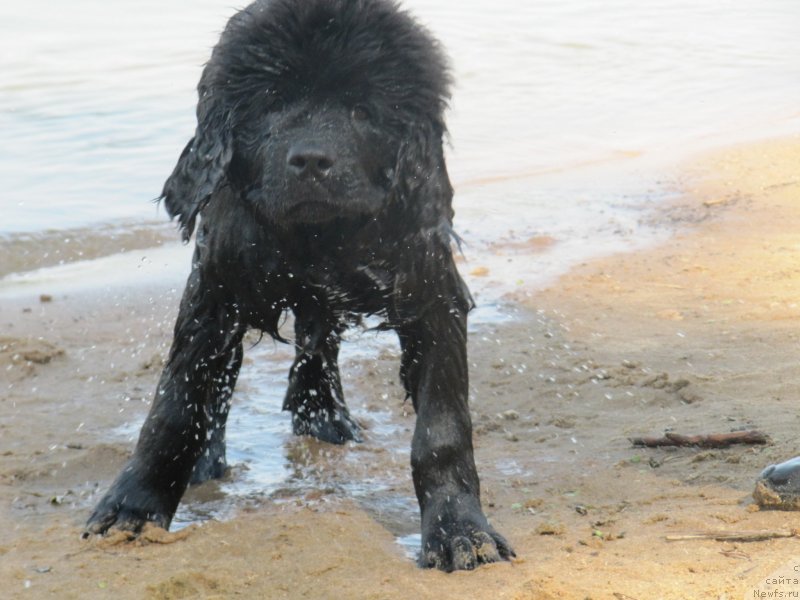 Фото: ньюфаундленд Риччи с Берега Дона (Richchi s Berega Dona)