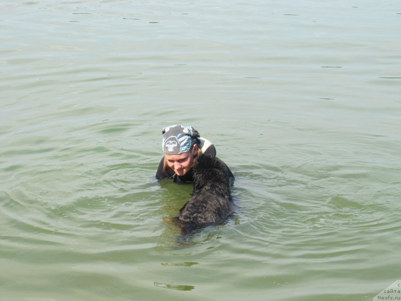 Фото: ньюфаундленд Риччи с Берега Дона (Richchi s Berega Dona), Анастасия Киреева