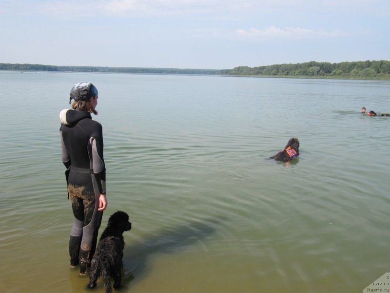 Фото: Анастасия Киреева, ньюфаундленд Риччи с Берега Дона (Richchi s Berega Dona), ньюфаундленд Дюрбахлер Клаб Альфаретта Виньетта