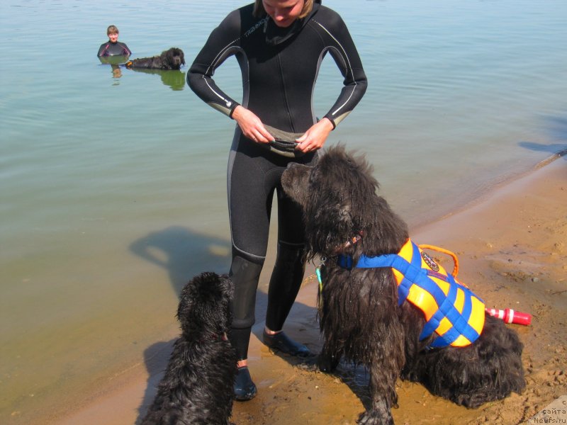 Фото: ньюфаундленд Мелти Вейв Марин Тифея (Melty Wave Marine Tifeya), ньюфаундленд Риччи с Берега Дона (Richchi s Berega Dona), ньюфаундленд Дюрбахлер Клаб Альфаретта Виньетта