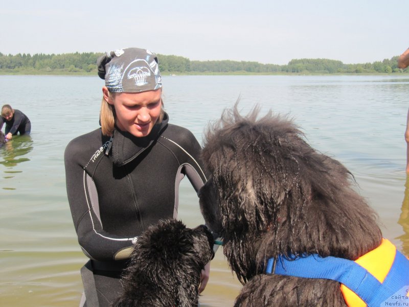Фото: Анастасия Киреева, ньюфаундленд Риччи с Берега Дона (Richchi s Berega Dona), ньюфаундленд Дюрбахлер Клаб Альфаретта Виньетта