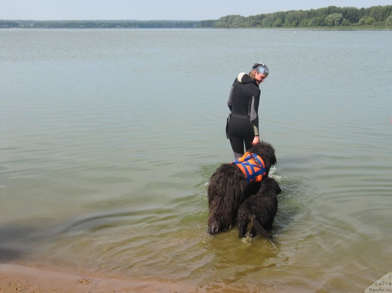 Фото: Анастасия Киреева, ньюфаундленд Дюрбахлер Клаб Альфаретта Виньетта, ньюфаундленд Риччи с Берега Дона (Richchi s Berega Dona)