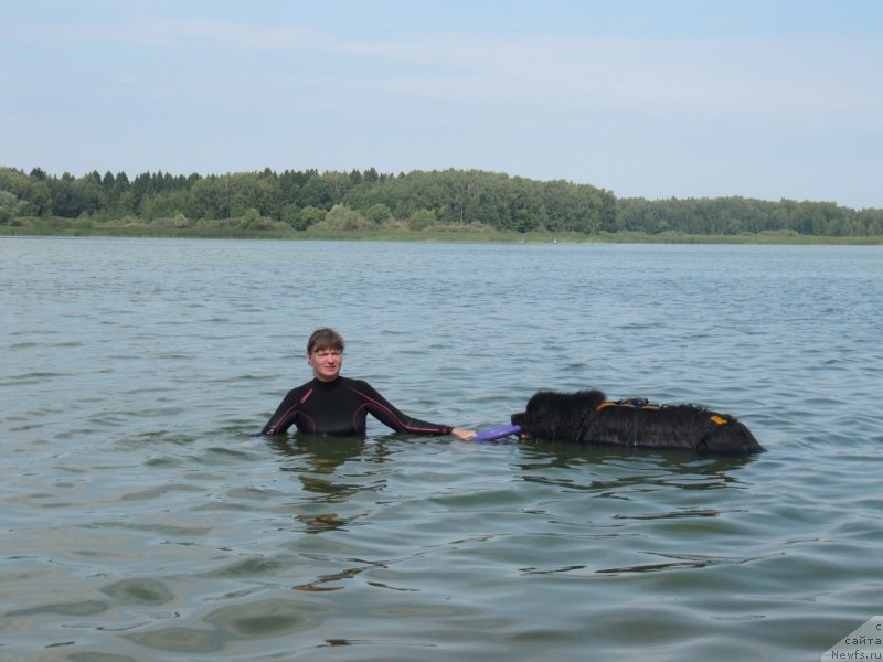 Фото: Анна Петрушкина, ньюфаундленд Мелти Вейв Марин Тифея (Melty Wave Marine Tifeya)