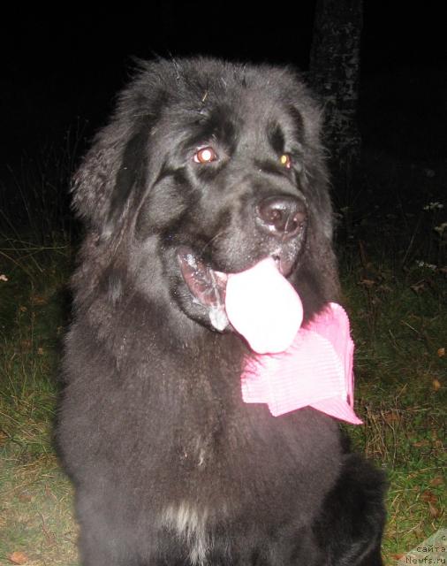Фото: ньюфаундленд Барбара Черный Брильянт