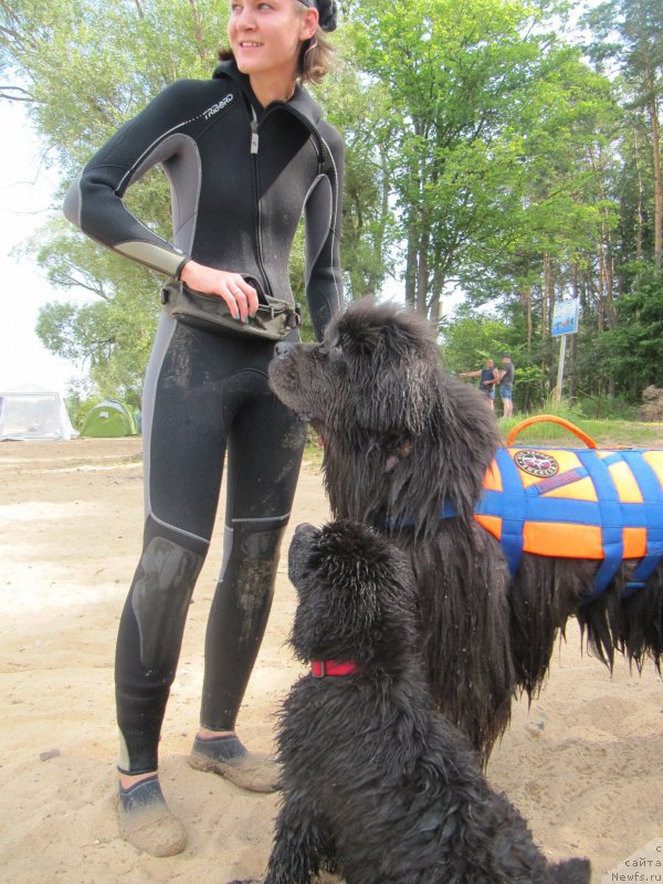 Фото: Анастасия Киреева, ньюфаундленд Риччи с Берега Дона (Richchi s Berega Dona), ньюфаундленд Дюрбахлер Клаб Альфаретта Виньетта