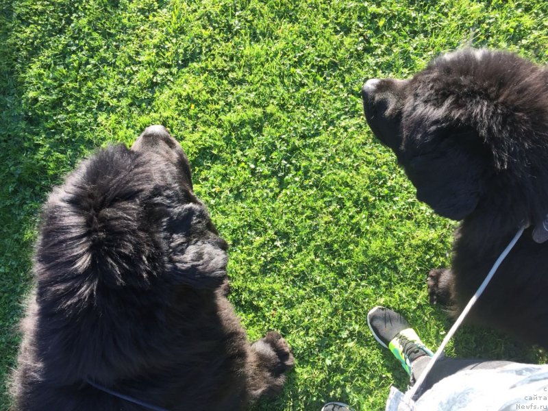 Фотография № 237579