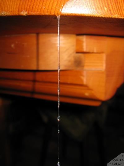 Фото: ньюфаундленд Азазель Нежный Цветок