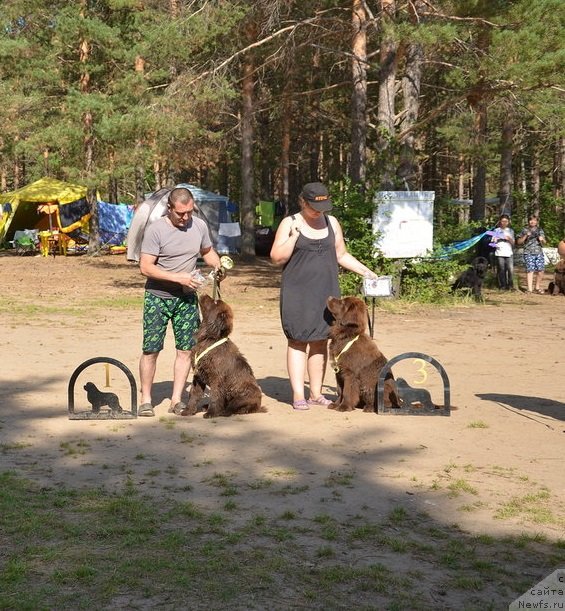 Фото: ньюфаундленд Ньюфорт Мелодия Любви, ньюфаундленд Ньюфорт Мэллани Красавица Пармы