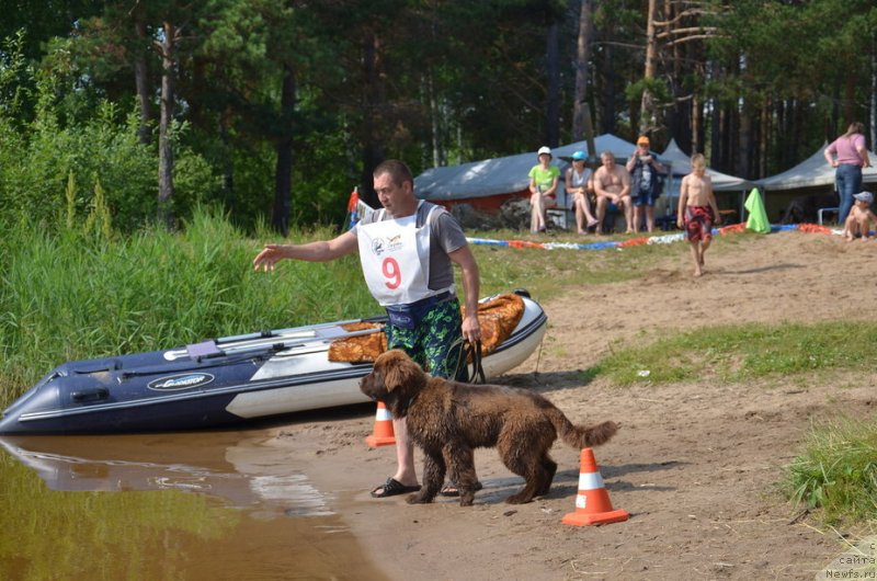 Фото: ньюфаундленд Ньюфорт Мелодия Любви